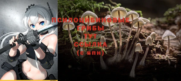 прущие грибы Беломорск